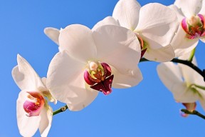 世界体能挑战赛：专项能力比拼吸引跨界选手，世界最强体能大赛